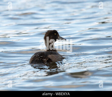 Il novellame di moretta (Aythya fuligula) Foto Stock