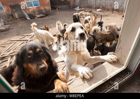 Cani che sono stati salvati da ex milionario cinese uomo Wang Yan (maschio) sono raffigurati al suo animale centro di salvataggio in Changchun city, a nord-est della Cina di Foto Stock