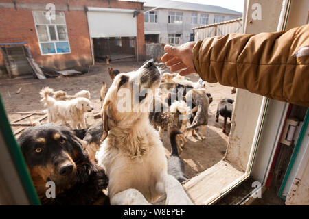 Ex milionario cinese uomo Wang Yan (maschio) tratti i cani che sono stati salvati da lui dal macello al suo animale centro di salvataggio in Changchun c Foto Stock