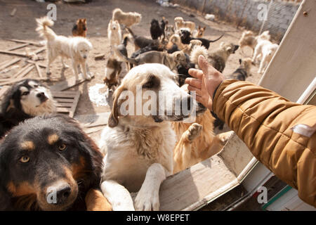 Ex milionario cinese uomo Wang Yan (maschio) tratti i cani che sono stati salvati da lui dal macello al suo animale centro di salvataggio in Changchun c Foto Stock