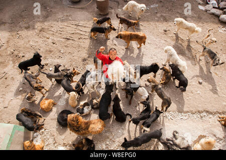 Ex milionario cinese uomo Wang Yan (maschio) pone con i cani che sono stati salvati da lui dal macello al suo salvataggio animale nel centro Changchu Foto Stock