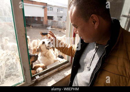 Ex milionario cinese uomo Wang Yan (maschio) onde ai cani che sono stati salvati da lui dal macello al suo animale centro di salvataggio di Changchun Foto Stock