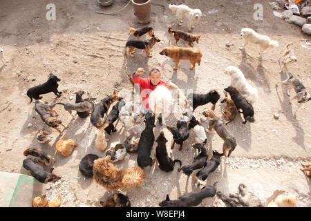 Ex milionario cinese uomo Wang Yan (maschio) pone con i cani che sono stati salvati da lui dal macello al suo salvataggio animale nel centro Changchu Foto Stock