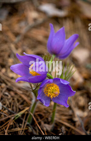 Pulsatilla patens o pasqueflower orientale e anemone cutleaf close-up. Molla di fiori stagionali Foto Stock