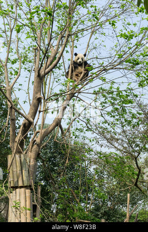 Un panda gigante si inerpica su un albero a Chengdu Research Base del Panda Gigante di allevamento in Chengdu, Cina sud-occidentale della provincia di Sichuan, 20 aprile 2015 Foto Stock