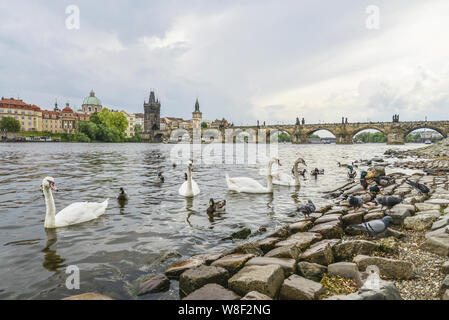 Praga. Immagine del Ponte Carlo a Praga con cigni e anatre in primo piano. Foto Stock
