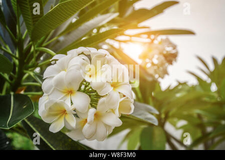 Gruppo di giallo e bianco fiori (Frangipani, Plumeria) in una giornata di sole con sfondo naturale delle Maldive Foto Stock