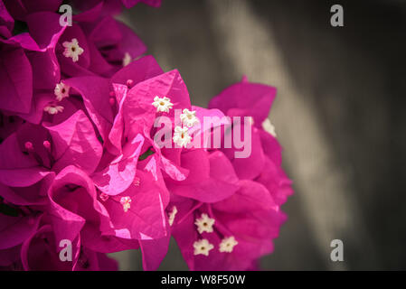 Rosa fiori di Bouganville che cresce su un muro di cemento all'aperto alle Maldive Foto Stock
