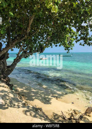 Albero sulla spiaggia con le barche in mare al giorno di sole su Fehendhoo isola, Maldive Foto Stock