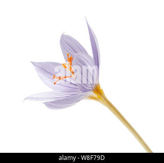 Unico fiore Crocus isolati su sfondo bianco Foto Stock