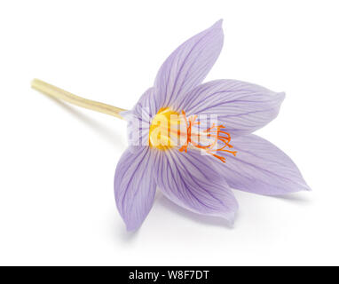 Unico fiore Crocus isolati su sfondo bianco Foto Stock