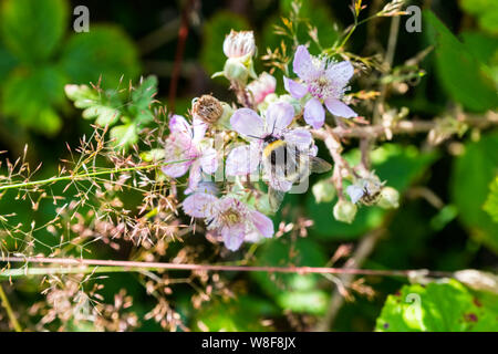 Un Calabrone (Bombus) su rovo fiori in una siepe, Wales, Regno Unito Foto Stock