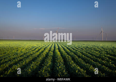 Le turbine eoliche in campo di soia sul tramonto Foto Stock