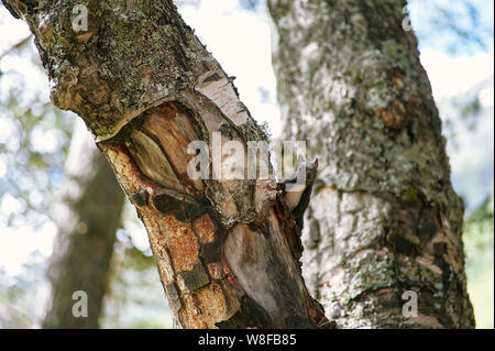 Scoiattolo nero fa capolino di tronco di albero . Immagine ravvicinata di scoiattolo selvatico. funny squirrel guarda la fotocamera Foto Stock