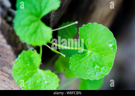 Gotu kola lasciare su uno sfondo di legno Foto Stock