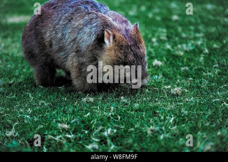 Wombat nel selvaggio a Bendeela Foto Stock