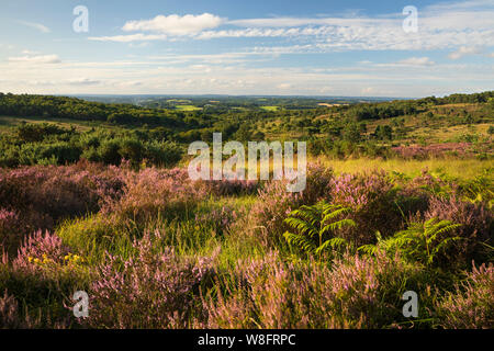 Wrens Warren valle conosciuta come Eeyore triste e malinconico posto in Winnie the Pooh libri Foto Stock