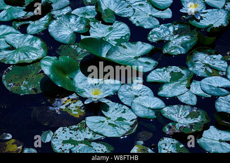 White Water Lilies,in una giornata di sole in un lago, Foto Stock