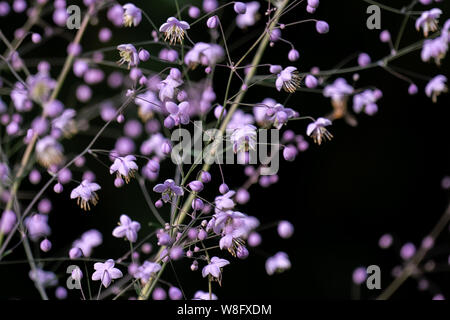 Macro dettagliate close up di colore rosa Gypsophila paniculata con sfondo nero Foto Stock