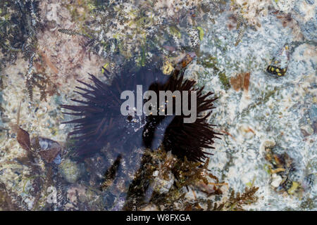 Close up black sea urchin sotto l'acqua Foto Stock