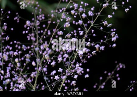 Macro dettagliate close up di colore rosa Gypsophila paniculata con sfondo nero Foto Stock