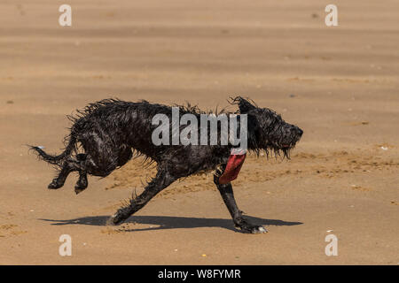 Un shaggy cane bagnato a caccia di una sfera sulla spiaggia Foto Stock