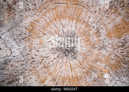 Texture di legno sfondo.superficie di legno con la natura del colore e disegno. Vista in sezione trasversale di un log tagliato fine trama di legno. Foto Stock