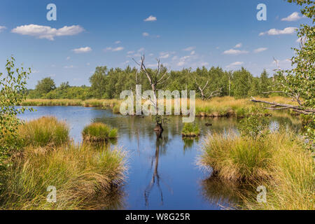 Le zone umide del Parco Nazionale Dwingelderveld in Drenthe, Paesi Bassi Foto Stock