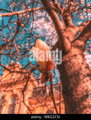Bellissimo scatto verticale di un fiore di peluche sullo sfondo di un albero Foto Stock