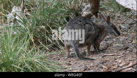 Un Tammar Wallaby, Macropus eugenii, mangiare Foto Stock