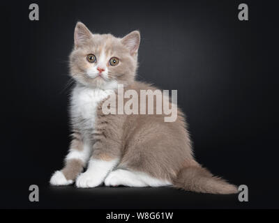 Crema dolce lilla con white British Shorthair gattino, seduti fianco modi. Guardando la telecamera con occhi di colore verdastro. Isolato su sfondo nero. Foto Stock