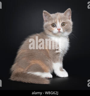 Crema dolce lilla con white British Shorthair gattino, seduti fianco modi. Guardando la telecamera con occhi di colore verdastro. Isolato su sfondo nero. Foto Stock