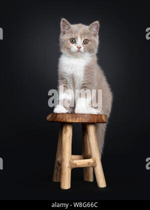 Crema dolce lilla con white British Shorthair gattino, seduti su uno sgabello in legno. Guardando la telecamera con occhi di colore verdastro. Isolato su sfondo nero Foto Stock