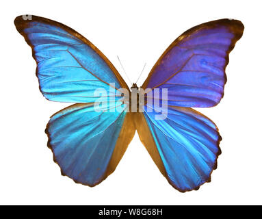 Grande Blu butterly con grandi ali su sfondo bianco Foto Stock