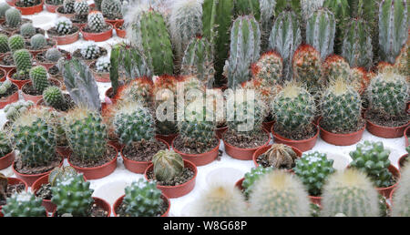 Piccole piante succulente cactus per la vendita in vasi Foto Stock