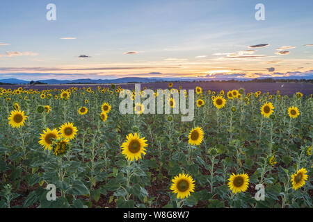 Lavanda e campi di girasole sul Plateau de Valensole, Provenza, Francia. Foto Stock