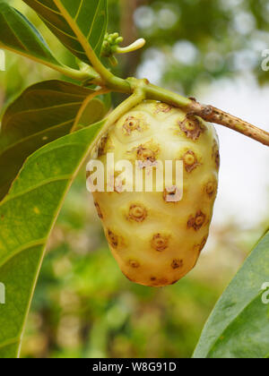 Frutta tropicale gelso indiano (Morinda citrifolia), Kochi, Kerala, India Foto Stock