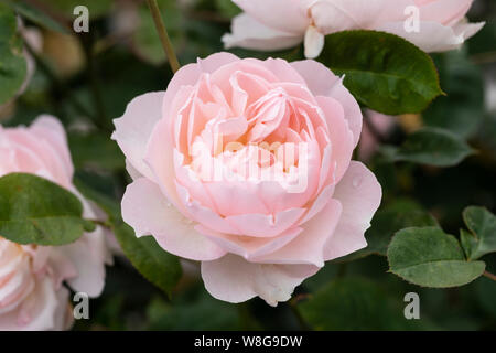 Primo piano di una bella rosa arbusto rosa pallido. Una rosa di David Austin chiamata Rosa Gentle Hermione fiorente in un giardino inglese, Inghilterra, Regno Unito Foto Stock