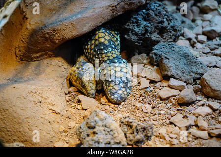 Northern Rock Pilbara monitor lizard (Varanus pilbarensis) Foto Stock