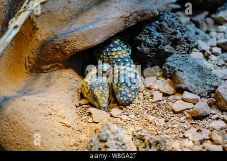 Northern Rock Pilbara monitor lizard (Varanus pilbarensis) Foto Stock