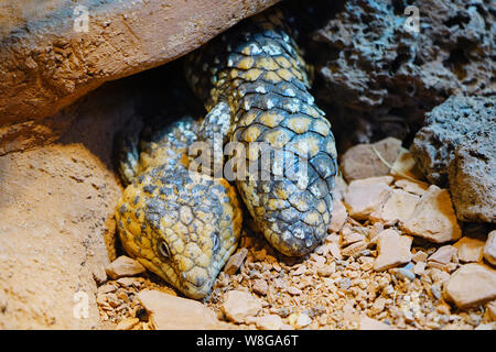 Northern Rock Pilbara monitor lizard (Varanus pilbarensis) Foto Stock