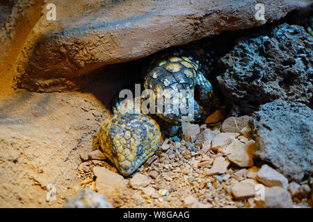 Northern Rock Pilbara monitor lizard (Varanus pilbarensis) Foto Stock