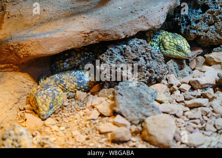Northern Rock Pilbara monitor lizard (Varanus pilbarensis) Foto Stock