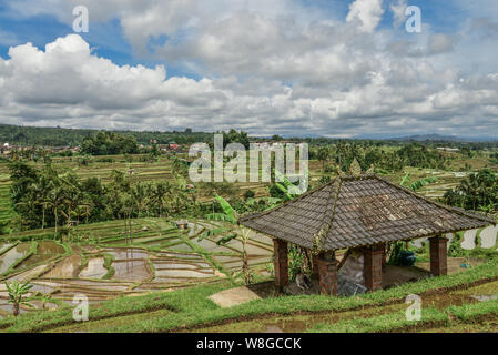 Verdi campi di riso sulla isola di Bali, Jatiluwih nei pressi di Ubud, Indonesia Foto Stock