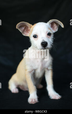 Cucciolo photoshoot Starpaws rescue il Neo e Farley. Adottare non shop. Super cute orecchie a sventola Foto Stock