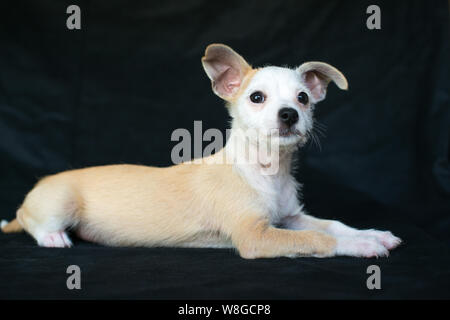 Cucciolo photoshoot Starpaws rescue il Neo e Farley. Adottare non shop. Super cute orecchie a sventola Foto Stock