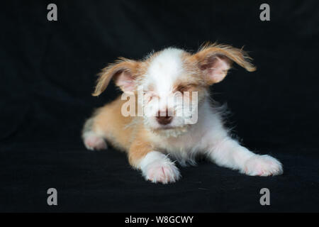 Cucciolo photoshoot Starpaws rescue il Neo e Farley. Adottare non shop. Super cute orecchie a sventola Foto Stock