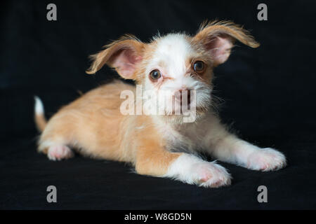 Cucciolo photoshoot Starpaws rescue il Neo e Farley. Adottare non shop. Super cute orecchie a sventola Foto Stock