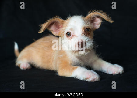 Cucciolo photoshoot Starpaws rescue il Neo e Farley. Adottare non shop. Super cute orecchie a sventola Foto Stock