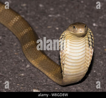 Cobra reale (Ophiophagus Hannah) i mondi più grande serpente velenoso su una strada di notte, Kaeng Krachan NP Thailandia Foto Stock